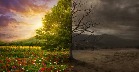 Leven en dood een natuur in bloei en een natuur wat is afgestorven